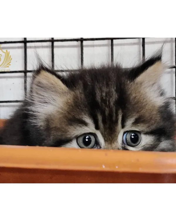 Peek-a-boo! A shy but curious tabby kitten peeking over the edge of a planter. We love watching their little personalities emerge as they start exploring the world around them.