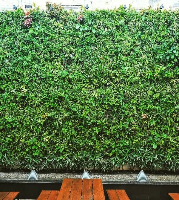 This flagship coir green wall at 1131 Bar and Kitchen is one of our largest installations, featuring over 7,300 plants. Located in an open courtyard, it acts as a massive natural air purifier and a breathtaking living feature wall for patrons.