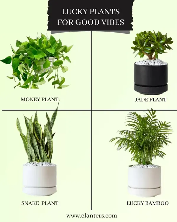 This guide shows some of the best lucky plants for good vibes, including the Money Plant, Jade Plant, Snake Plant, and Lucky Bamboo. I can help you choose the right one to bring prosperity and positivity to your home.