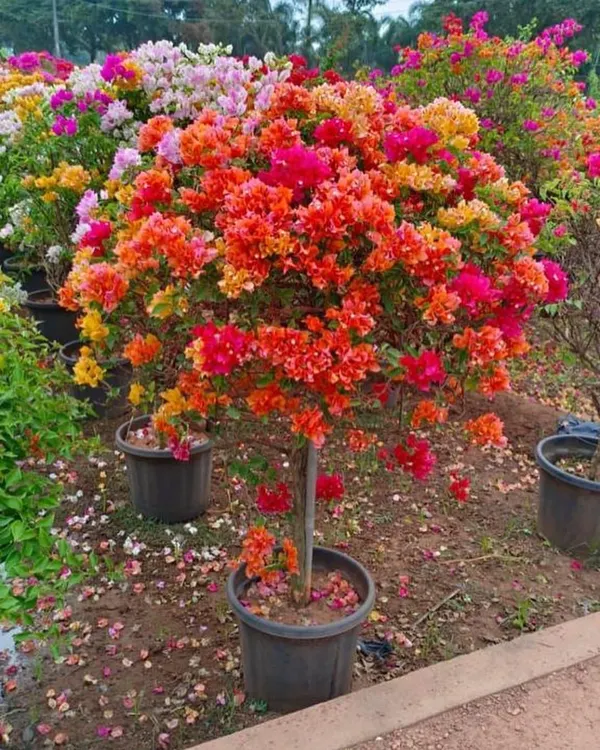 This stunning, multi-colored Bougainvillea topiary is a true masterpiece. We cultivate these vibrant flowering trees to create a spectacular burst of color for any garden or large terrace.