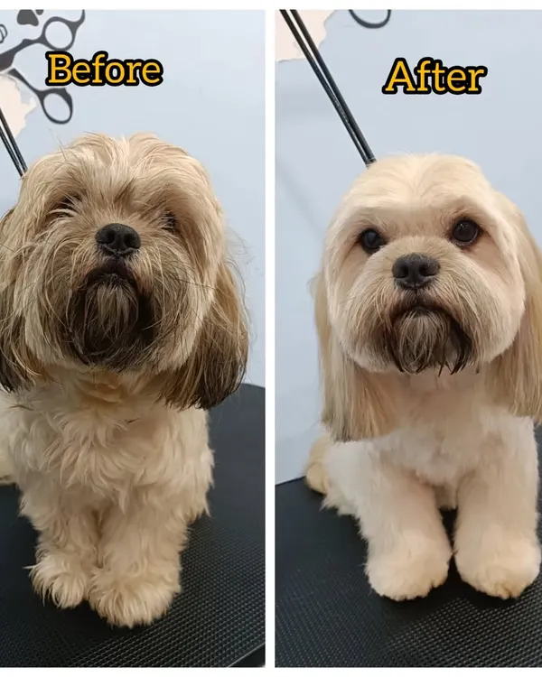 This is Bronzo, a Lhasa Apso, showing off his perfectly sculpted haircut. Maintaining this look requires regular grooming to prevent tangles and keep the lines clean.