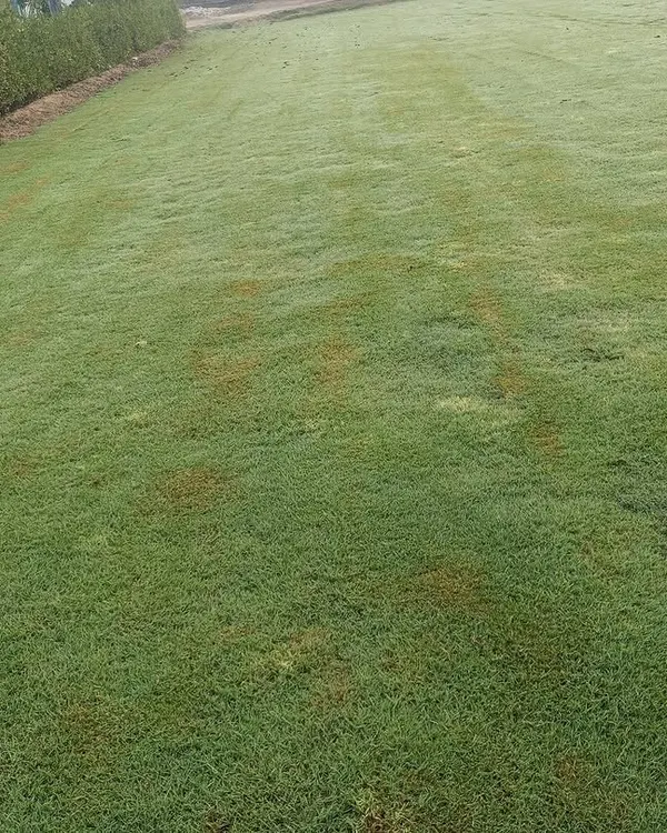 This is a golf course quality turf that I supply. It has a fine texture and is incredibly dense, perfect for creating professional-grade putting greens and fairways.