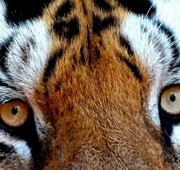 This is the moment that defines my work. Locking eyes with a tiger is a powerful, humbling experience that words can't fully describe. This intense, close-up portrait captures the raw spirit and majestic glare of the true king of the jungle.