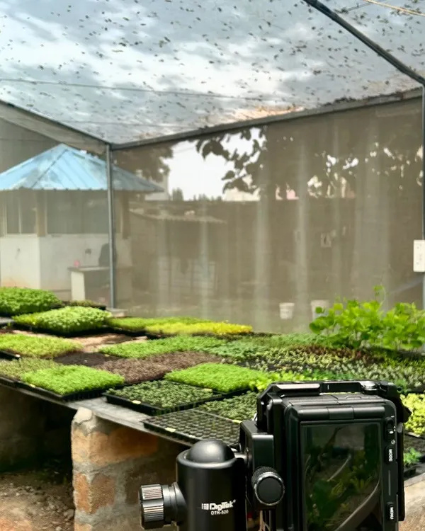 Our nursery trays are full of life, even on a monsoon day. We grow a diverse range of microgreens and seedlings, creating a patchwork of different textures and shades of green.