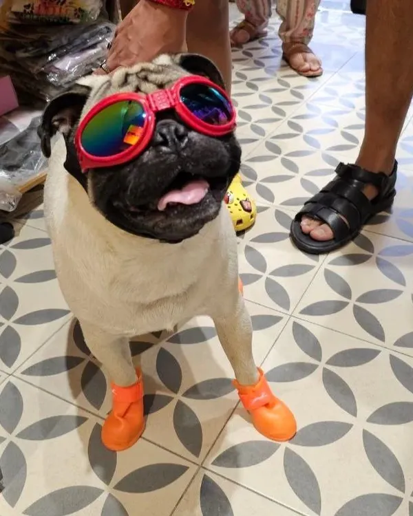 This pug is the definition of cool, sporting our protective dog goggles and waterproof rain booties. These accessories are perfect for keeping your pet safe and stylish during walks.