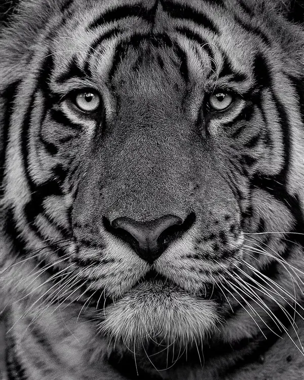 An intense, close-up tiger portrait in black and white. Without color, your focus goes straight to the eyes, the texture of the fur, and the sheer power in that gaze. This is the same as image 59.