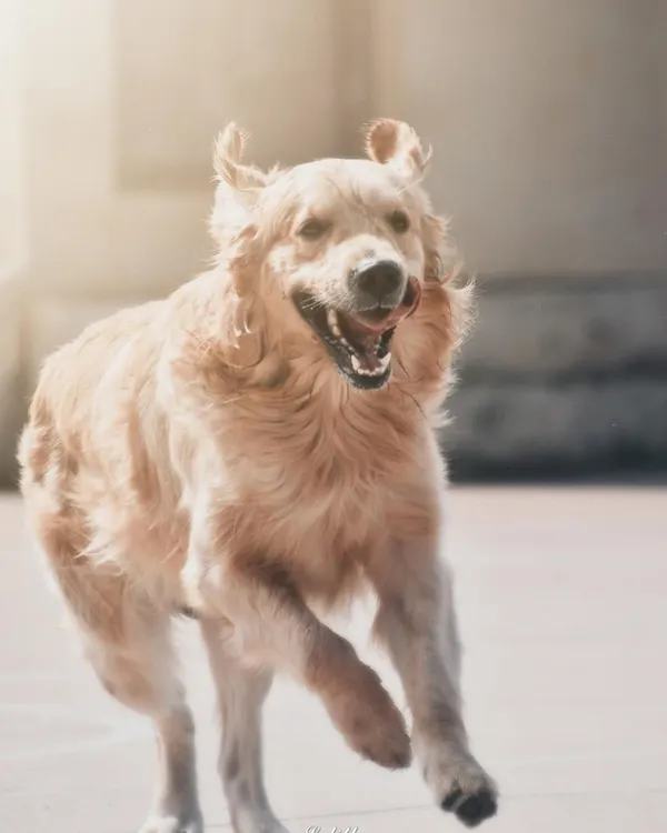 A Golden Retriever caught in a moment of pure, uninhibited joy. The bright backlighting highlights the fur and creates a high-energy feel, perfectly freezing the motion of the run.