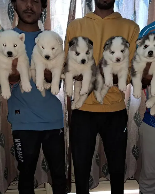 A look at one of our recent Siberian Husky litters. We have both pure white and classic grey and white puppies, all with heavy bones and guaranteed quality.