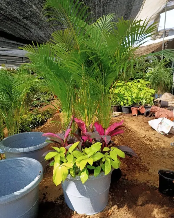 Here I'm creating a plant cluster for a shady area. I've combined a tall Areca Palm with a colourful Dracaena and a bright Golden Schefflera for a layered, interesting look.