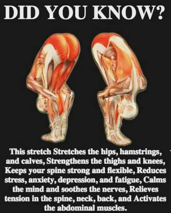 To teach safely, you must understand the body. This anatomical illustration shows the muscles engaged in a deep forward fold, demonstrating how the stretch impacts the hips, hamstrings, and spine. This is the level of detail we cover in our anatomy sessions.