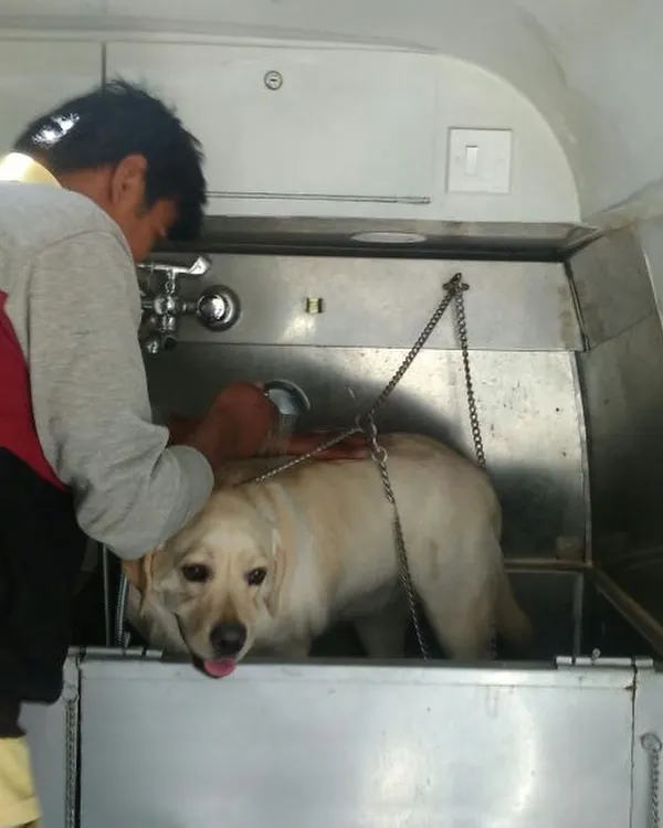 Here is a look at our bathing station in action at Adarsh Palm Retreat in Bellandur. This Labrador is getting a comfortable wash in our stainless steel tub, which is designed for safety and hygiene.