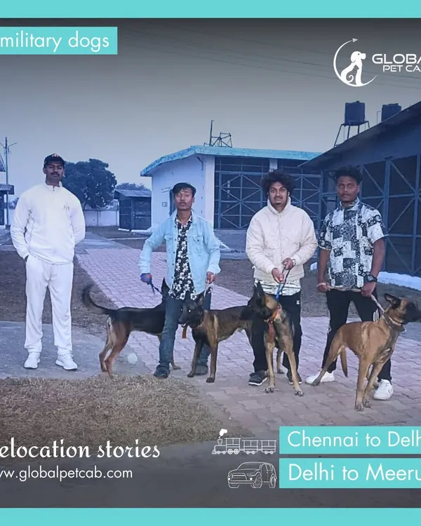 Our team with four heroic military dogs during their relocation from Chennai to Meerut. We are proud to provide our services to the armed forces and their loyal K9 units.