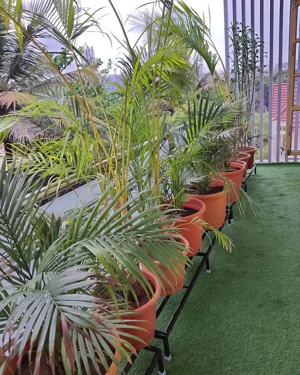 A beautiful balcony garden featuring artificial grass for a maintenance-free lawn effect. We've lined the railing with Areca palms in terracotta pots, placed on our sturdy metal stands to maximize space and ensure proper drainage.