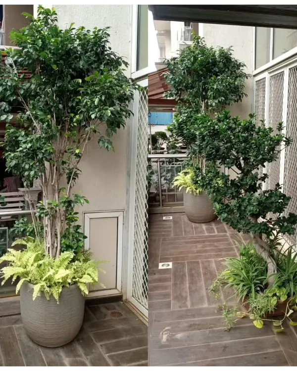 We created a lush, private balcony garden using large Ficus trees in modern grey planters. This custom installation provides natural screening and a serene atmosphere with a mix of tall trees and low-lying ferns.