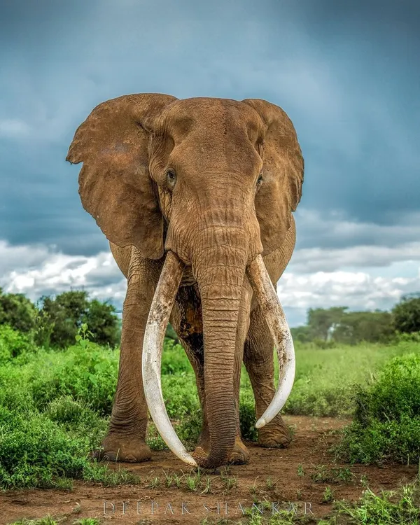 The almighty Craig, a super tusker from Amboseli, walking through a lush green landscape. His presence is humbling, a living monument to the wild. Every encounter with him feels personal, a connection to one of nature's last great giants.