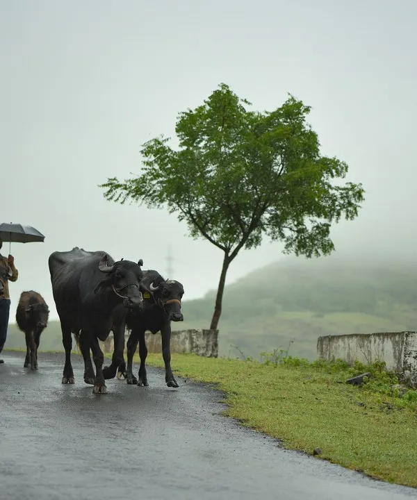 A lone herdsman with an umbrella walks with his buffalo on a wet, misty road. This photograph captures the quiet, atmospheric mood of a rainy day in the Indian countryside.