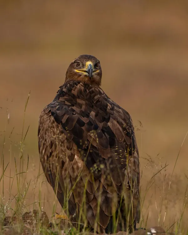 This Steppe Eagle gave me a full 360-degree view, turning its head to keep a sharp eye on its surroundings. A truly majestic bird of prey.
