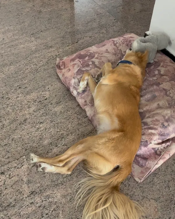 Luffy, an 8-year-old rescue, taking a well-deserved nap after a busy day of supervising the neighborhood. Seeing a dog this relaxed in their own bed is why I love providing in-home pet care.