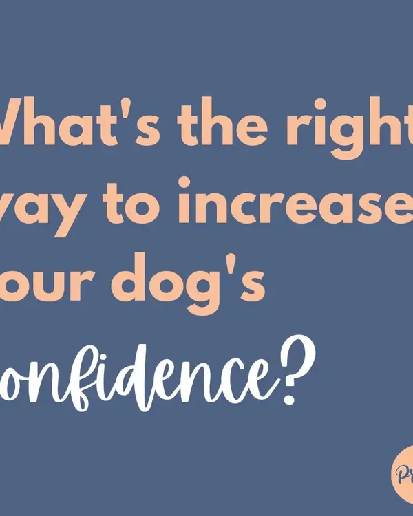 What's the best way to build your dog's confidence? By being a confident leader for them yourself!