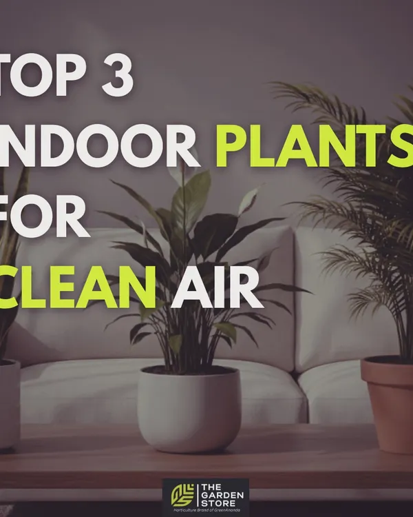 An overview of our top three recommended plants for cleaner air: the Snake Plant, Peace Lily, and Areca Palm.