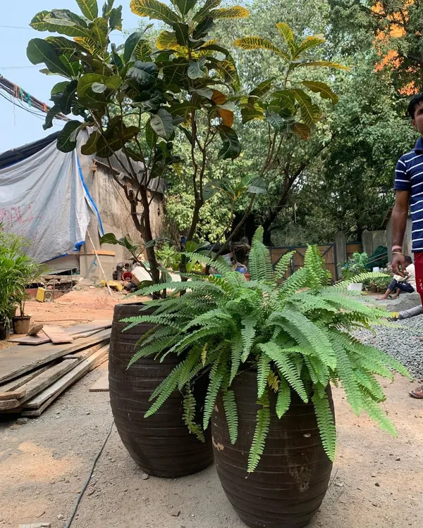 Selecting large, healthy plants from the nursery for a project at Omkar 1973 in Worli. Choosing the right specimen is a crucial first step.