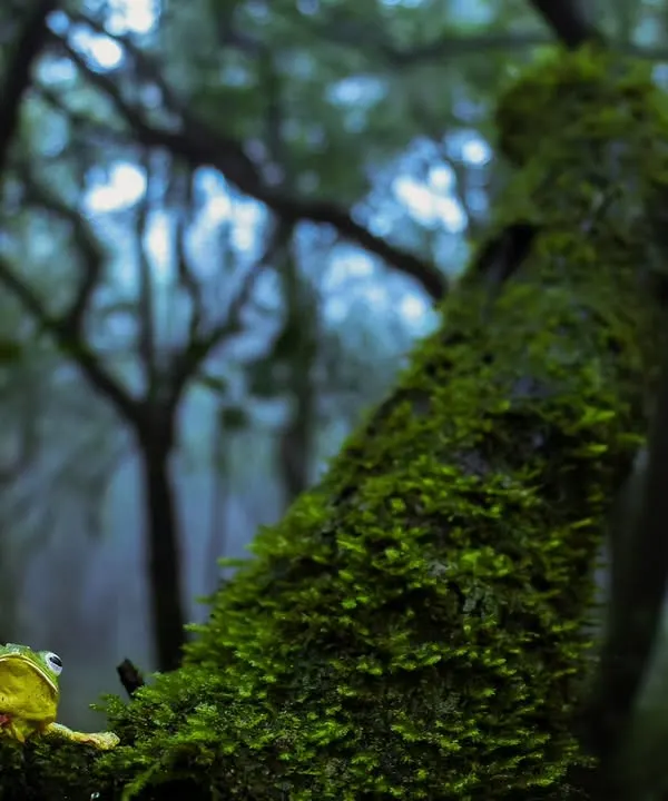 A Malabar gliding frog on a mossy branch in a foggy forest. Using a wide-angle lens for macro work allows me to capture the subject and its magical environment in one frame.