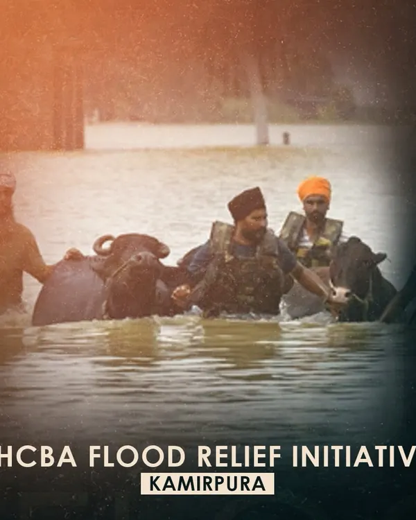 This image captures the urgency of our flood relief initiative in Kamirpura. As part of the Delhi High Court Bar Association's efforts, we joined volunteers on the ground to provide immediate assistance, including rescuing livestock, which are vital to the village's livelihood.