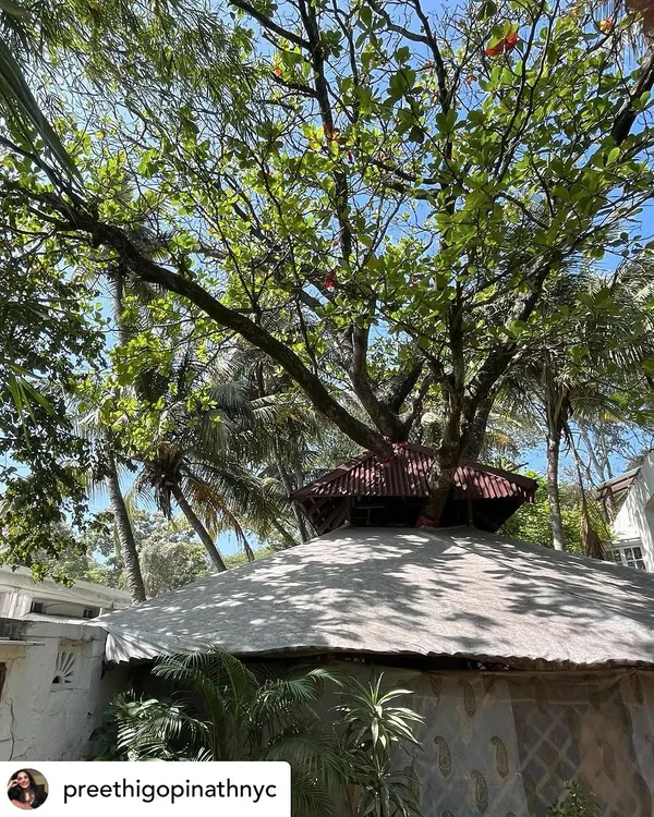 Our studio, an idyllic place to spend time, as described by a visitor. The building is designed to coexist with nature, with a magnificent tree growing right through the roof.