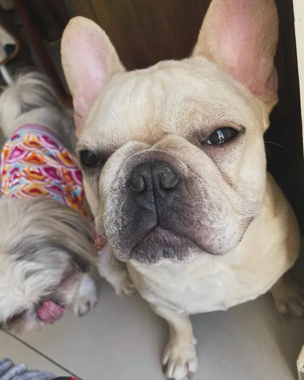 This handsome French Bulldog and his sleepy Shih Tzu friend are two of our lovely regulars. We love welcoming dogs of all breeds and sizes into our home.