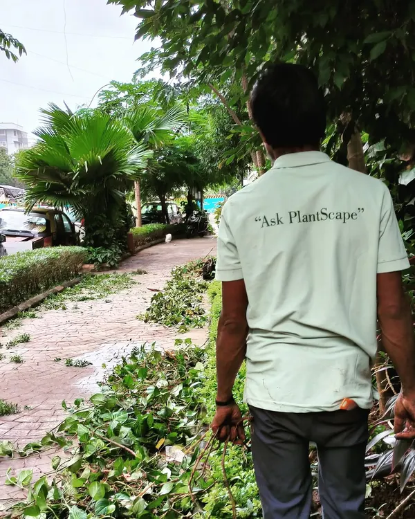 Regular garden chores are part of our maintenance service. Our team member, wearing our "Ask PlantScape" shirt, is clearing away pruned branches to keep this walkway neat and tidy.