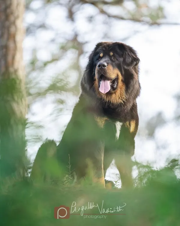 Bhola, a magnificent Gaddi dog, posing in the Himalayan foothills. He was a natural model in the outdoor light, showcasing the proud heritage of India's working breeds.