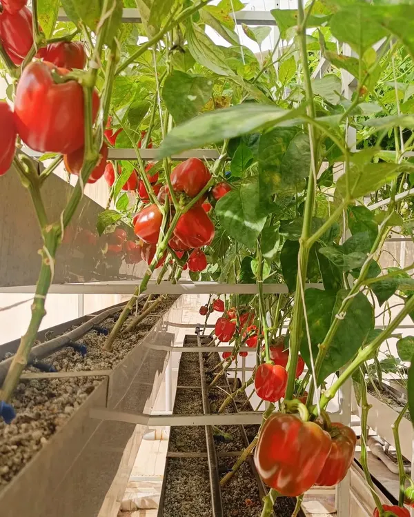 This is what success with hydroponics looks like. These brilliant red bell peppers are thriving in our nutrient-rich system, growing vertically to maximize space and yield, just 45 days after transplanting.