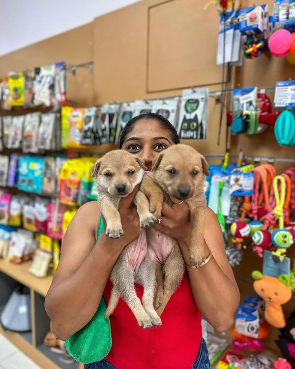 I was so happy to host this adoption drive with South Bengaluru Cares. Seeing these adorable puppies and knowing we are helping them find loving homes is the reason I started this store. Please consider adopting a beedhi naayi.