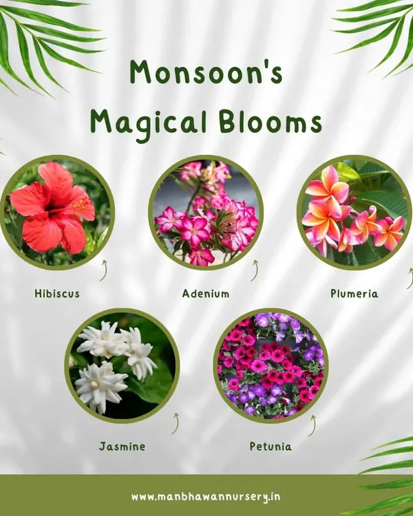 Welcome the monsoon with these magical blooms. Our collection includes vibrant Hibiscus, delicate Adenium, fragrant Plumeria, classic Jasmine, and cheerful Petunias that all thrive during the rainy season.