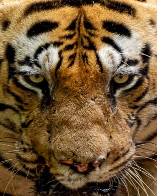 This is Chota Matka, a warrior from Tadoba. I believe every scar on an animal's face tells a story of survival and resilience. My goal is to capture that story, to show the individual spirit within the wild, creating images that go beyond just a picture and become a testament to their life.