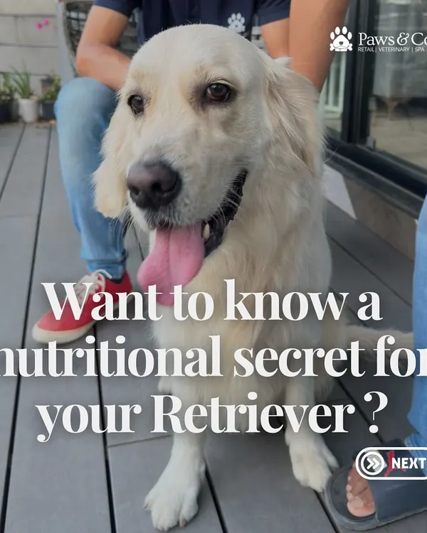 This is the story of Eve, a Golden Retriever who struggled with food sensitivities and weight gain. Her journey, shown in the following images, highlights how a switch to the right diet with our guidance transformed her health and happiness.
