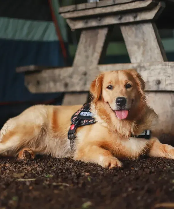 This handsome Golden Retriever is enjoying a moment of rest during a fun day at dog camp. I love capturing these quiet, relaxed portraits that show a pet's calm and gentle nature.
