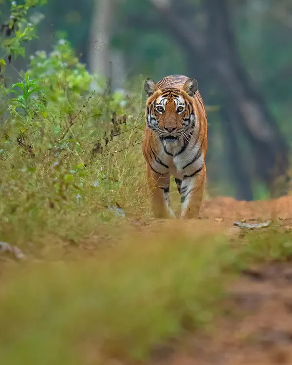 We waited for the tigress Sundari at a specific bend in Bandipur, a calculated move based on years of tracking. As she walked towards us, her form rising with the road, we got the perfect eye-level shot. This is how strategic positioning transforms a good sighting into a great photograph.