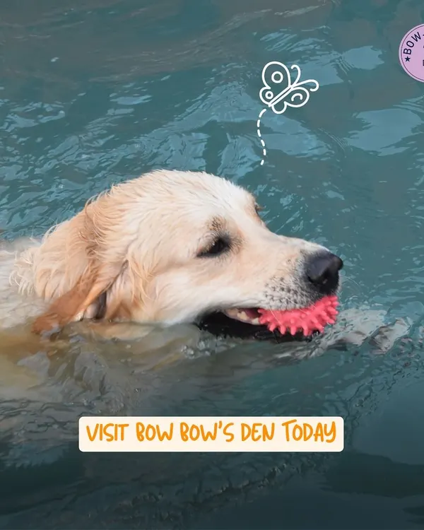 This happy swimmer is enjoying a game of fetch in the water. Our pool is filled with toys to keep your dog engaged and active during their session.
