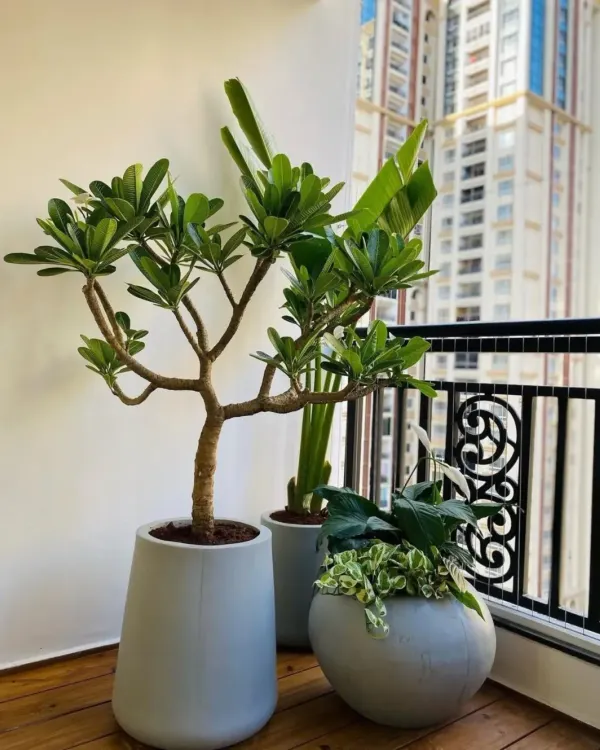 This stylish corner features a pet-safe plant arrangement, including a Plumeria tree, in modern grey planters that complement the wooden flooring and high-rise view.
