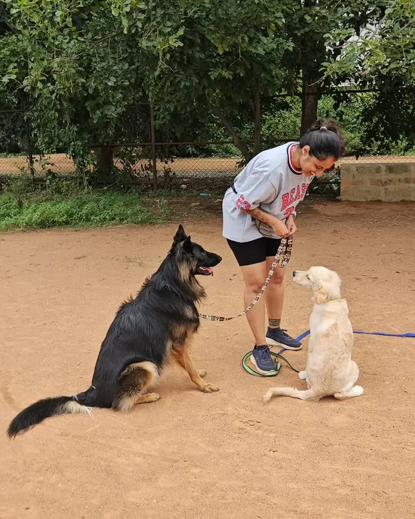 Here is my co-trainer Duggu in action with Ari the puppy. Duggu's calm presence is teaching Ari how to sit politely and remain relaxed, even when close to another dog.