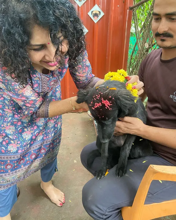 The heart of our Diwali celebration is the special puja for our dogs. This moment of gently applying a tikka shows the deep respect and love we have for every animal in our care.