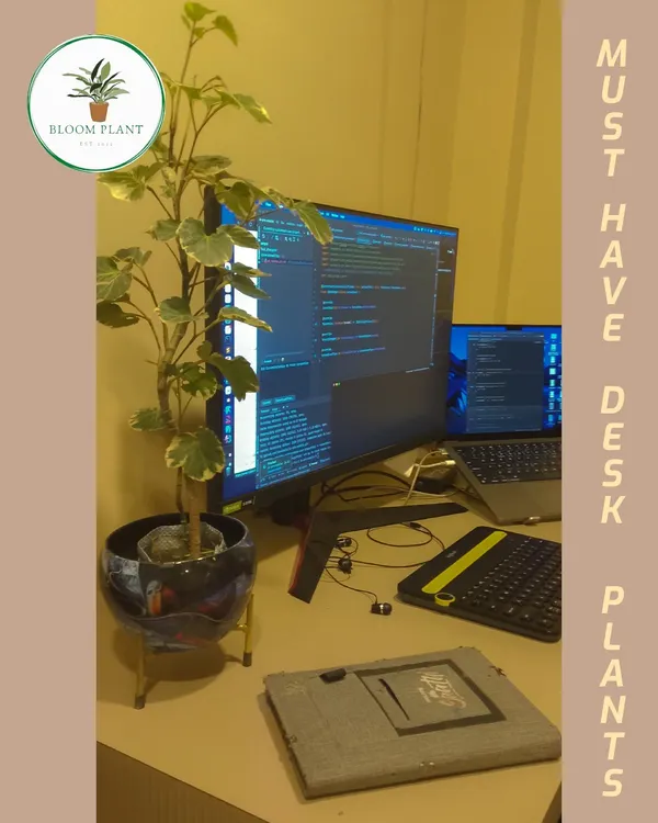 A plant can make long hours at the desk more pleasant. This image shows how a taller plant, like this Ficus, can fit perfectly into a work-from-home or office environment, adding a touch of nature without taking up too much space.