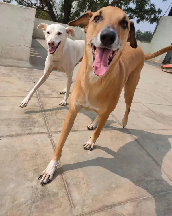 Pure happiness in motion. Our open yard is perfect for dogs who love to run and play together under the watchful eyes of our trained staff.