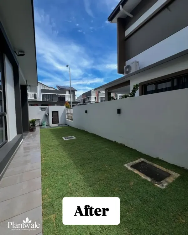 A perfect example of a finished residential lawn using natural grass. The turf is laid seamlessly, creating a vibrant green space that instantly elevates the home's exterior.