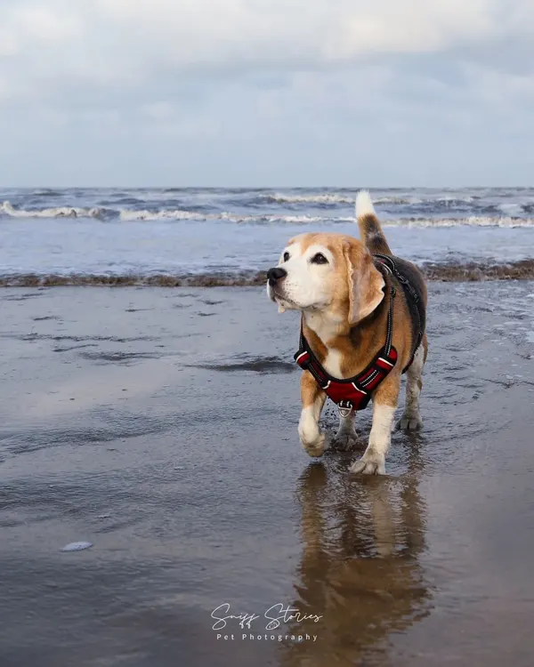 Leo, a 12-year-old Beagle, walks gracefully along the shoreline. Despite his age and recent surgery, he owned the beach with a quiet confidence that was truly inspiring to witness and capture.