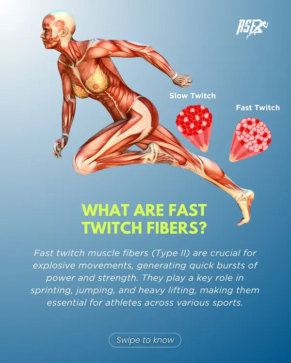 We start with the fundamentals. This infographic defines fast-twitch muscle fibers (Type II) and explains their crucial role in explosive movements like sprinting and jumping, providing a scientific foundation for performance training.