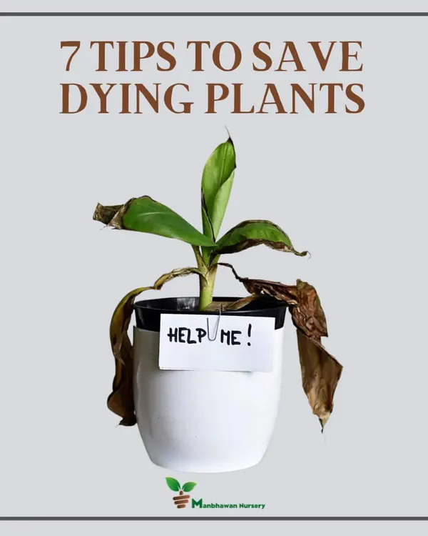 Don't give up on a struggling plant. We believe every plant deserves a chance to thrive. This is a common sight, but with the right care, like adjusting watering and checking for pests, we can often bring them back to life.