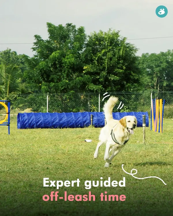 Freedom! A happy Golden Retriever enjoys some expert-guided off-leash time at our summer camp. We provide a large, secure area where dogs can run, play, and socialize safely.
