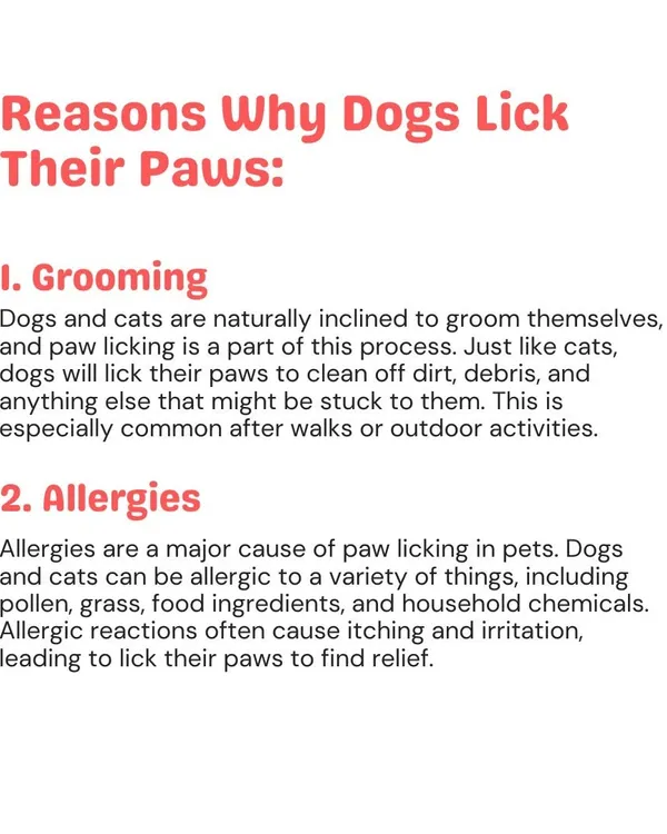 Paw licking can be a normal grooming behavior, but it's often a sign of allergies. Pets can be allergic to pollen, food ingredients, or household chemicals, which cause itching and irritation.